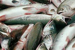 水库发包承包养殖渔业水产养殖承载量分析论证报告机构